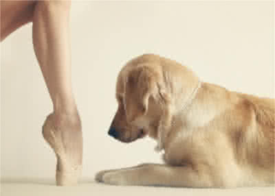 Dancers Love Dogs